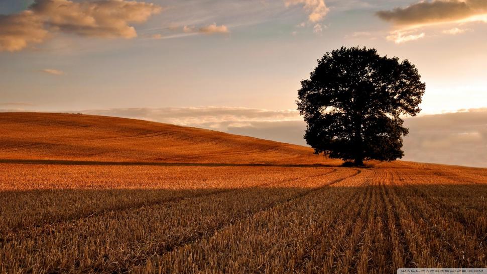 Lone Tree In Afield After The Harvest wallpaper,tree HD wallpaper,field HD wallpaper,harvest HD wallpaper,clouds HD wallpaper,nature & landscapes HD wallpaper,1920x1080 wallpaper