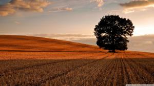 Lone Tree In Afield After The Harvest wallpaper thumb