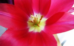 Blooming Tulip Digital Photography .jpg wallpaper thumb