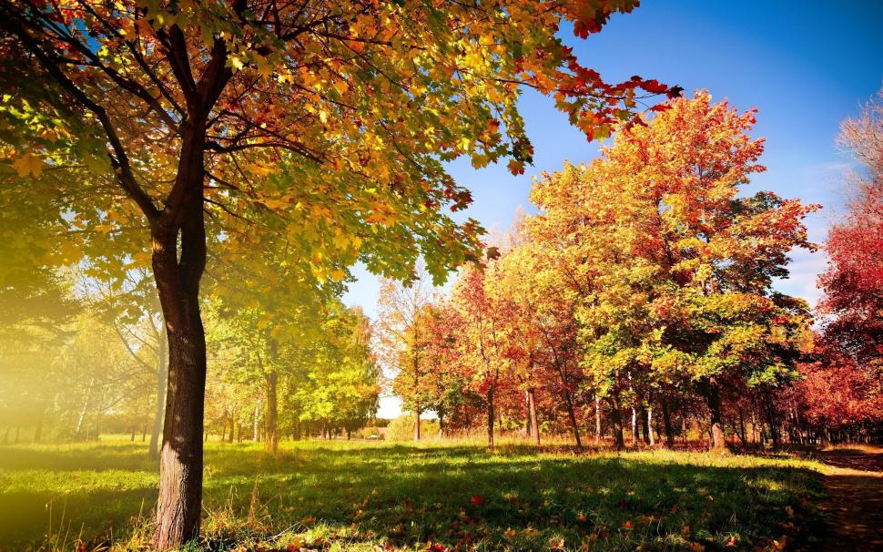 Trees Autumn wallpaper,autumn HD wallpaper,nature HD wallpaper,trees HD wallpaper,2560x1600 wallpaper