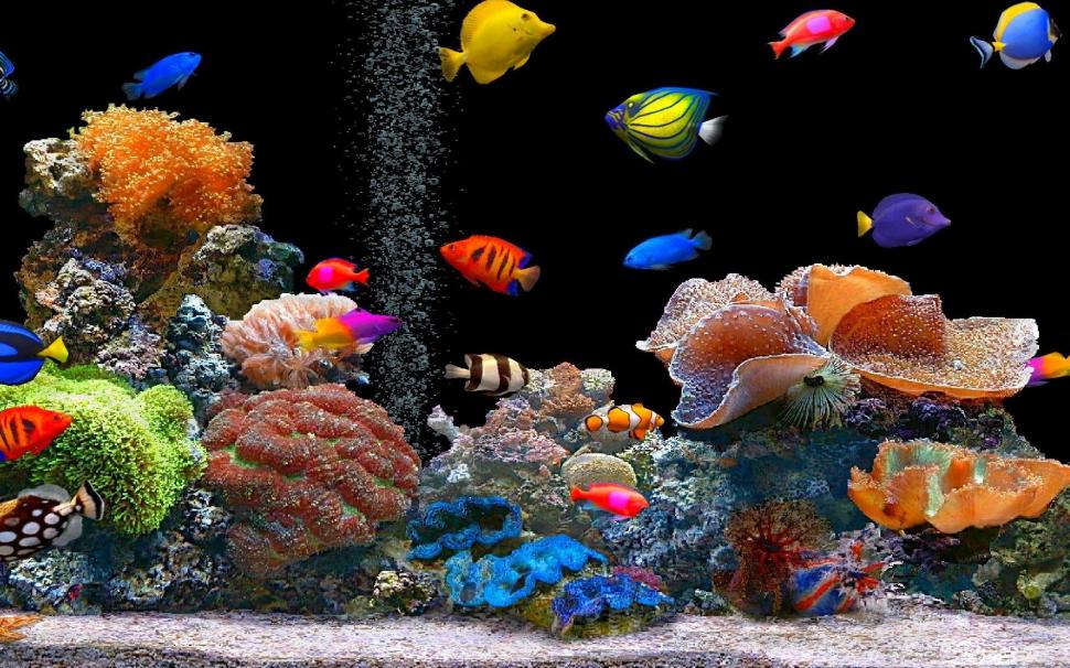 Colorful Tropical Fish wallpaper,animals HD wallpaper,1920x1080 HD wallpaper,Wallpaper HD wallpaper,fish HD wallpaper,image HD wallpaper,mobilehd HD wallpaper,2880x1800 wallpaper