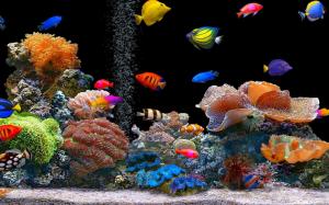 Colorful Tropical Fish wallpaper thumb