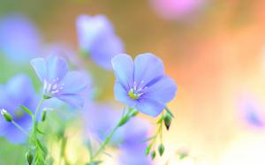 Blue flowers, petals, summer wallpaper thumb