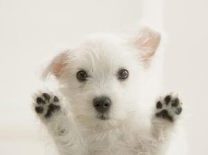 Animals, Puppy, White Fur, Lovely wallpaper thumb