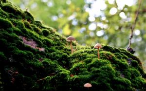 Moss Mushrooms Macro HD wallpaper thumb