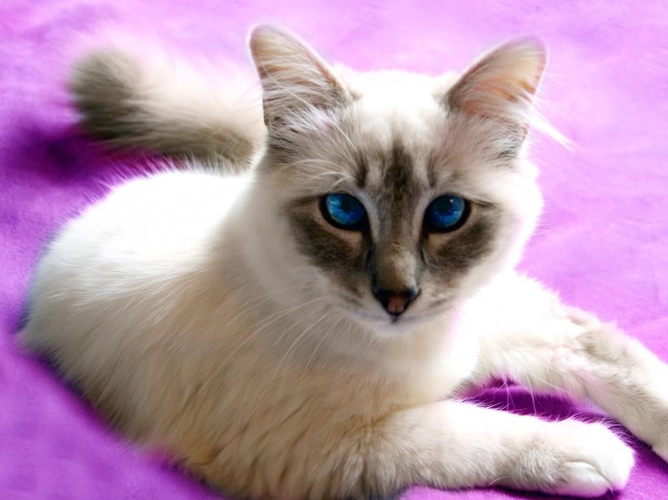 Birman Cat with Blue Eyes wallpaper,birman cat wallpaper,purple wallpaper,blue wallpaper,lovable wallpaper,1600x1200 wallpaper