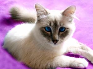Birman Cat with Blue Eyes wallpaper thumb