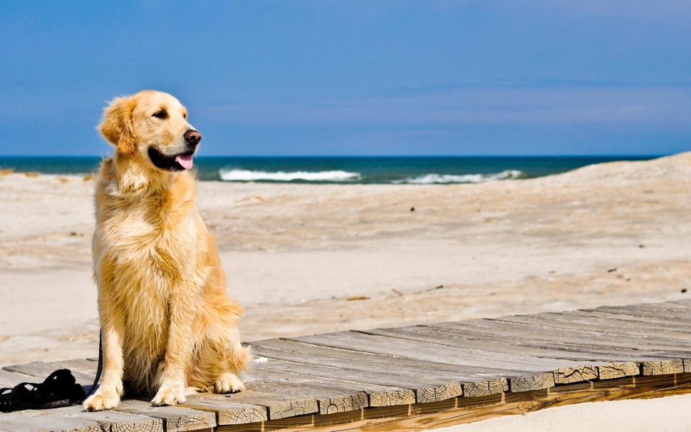 Dog Waiting On Beach wallpaper,waiting HD wallpaper,track HD wallpaper,sand HD wallpaper,animals HD wallpaper,2560x1600 wallpaper
