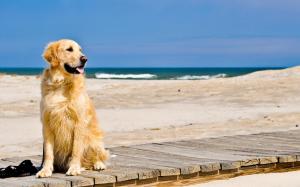 Dog Waiting On Beach wallpaper thumb