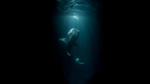 Whale Black Fish Underwater Ocean HD wallpaper thumb