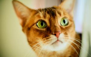 Cute orange cat, face, green eyes wallpaper thumb