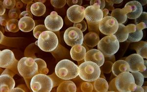 Nature, Animals, Sea Anemones, Macro wallpaper thumb