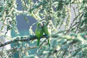 Green Parrots birds wallpaper thumb