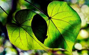 Green leaves macro, sunlight wallpaper thumb