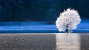 Alpes-Maritimes, France, forest, lake, ice, frost, white tree, winter wallpaper thumb