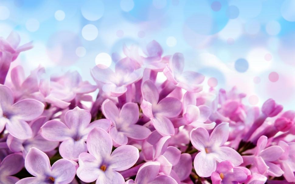 Teeny Flowers wallpaper,nature HD wallpaper,flower HD wallpaper,purple HD wallpaper,teeny HD wallpaper,nature & landscapes HD wallpaper,2560x1600 wallpaper