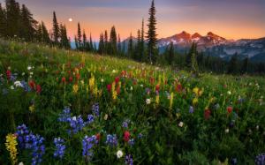 Wildflowers, mountains, sunset, nature landscape wallpaper thumb