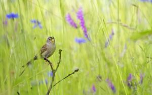 Summer bird in the grass wallpaper thumb