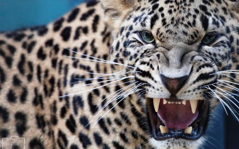 Leopard Predator Jaws Teeth Free wallpaper,cats HD wallpaper,free HD wallpaper,jaws HD wallpaper,leopard HD wallpaper,predator HD wallpaper,teeth HD wallpaper,1920x1200 wallpaper