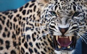 Leopard Predator Jaws Teeth Free wallpaper thumb