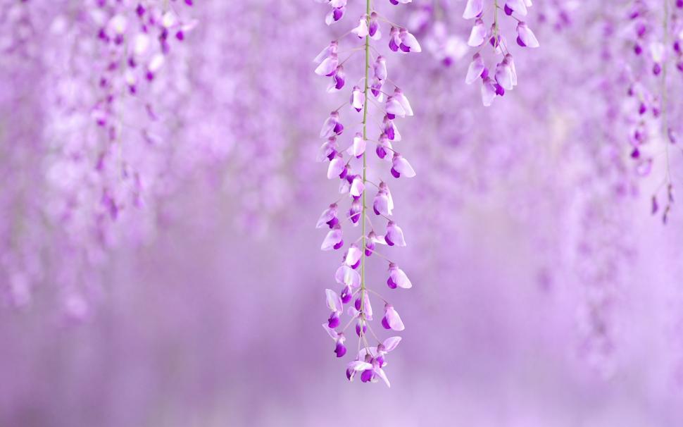 Purple Flowers Blur HD wallpaper | nature and landscape | Wallpaper Better