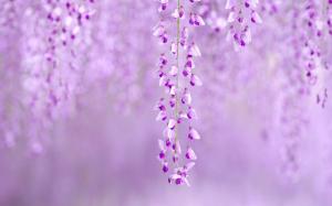 Purple Flowers Blur HD wallpaper thumb