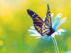 butterfly on the blue flower nature HD wallpaper thumb