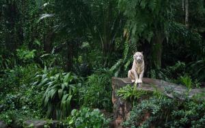 White Tiger in Jungle wallpaper thumb