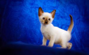 White kitten baby, blue background wallpaper thumb