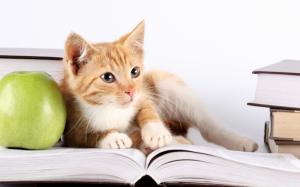 Cat look at book, green apple wallpaper thumb