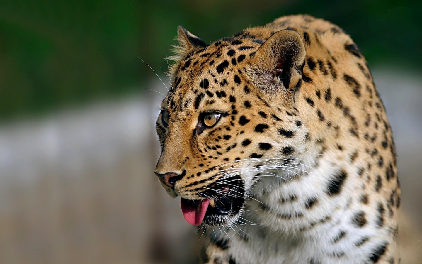 Download wallpaper for 240x320 resolution | Leopard Tongue HD | animals ...