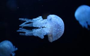 Blue Ocean Jellyfish Free Desktop wallpaper thumb