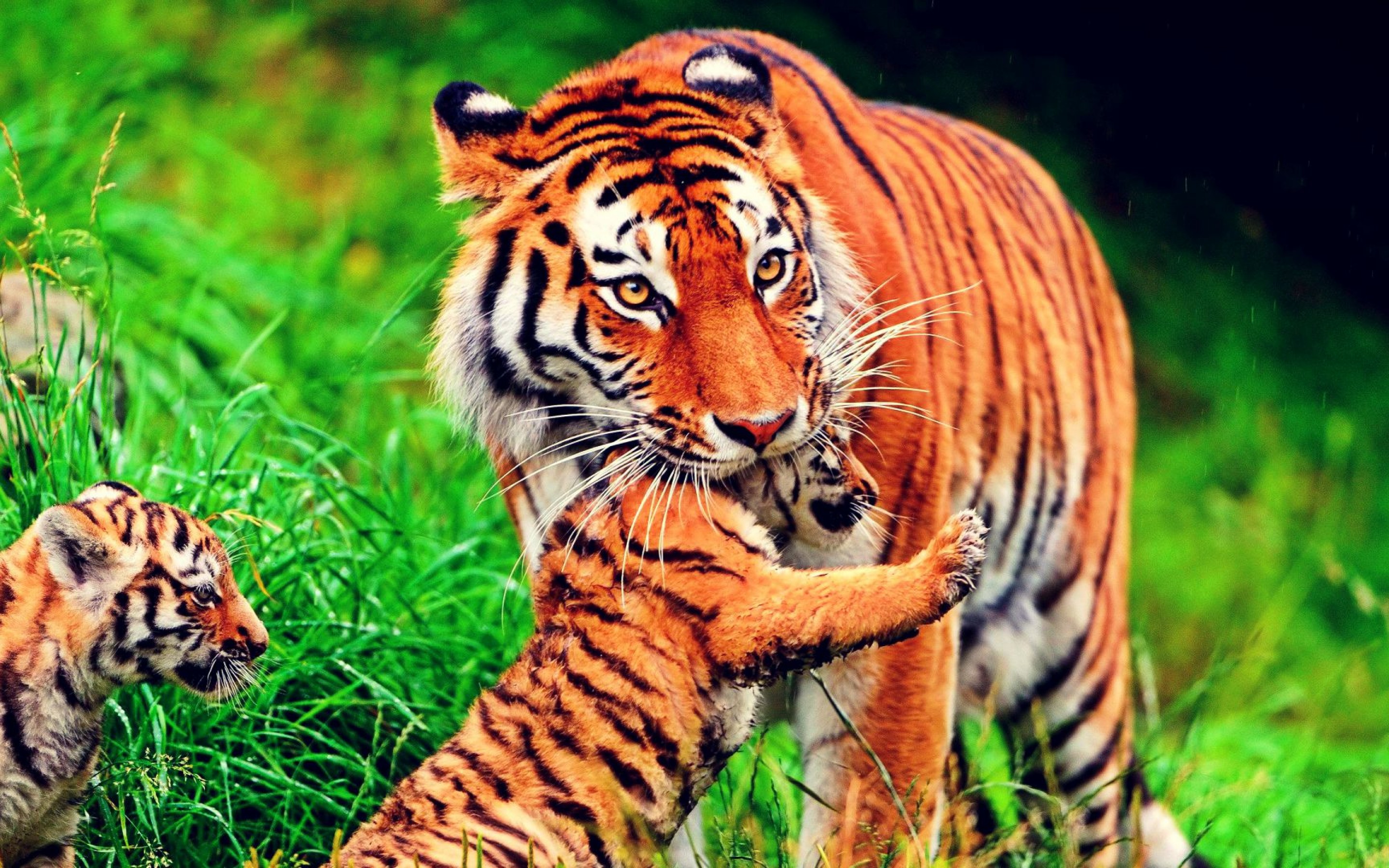 Hd Tiger wallpaper | animals | Wallpaper Better