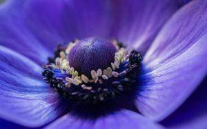 Anemone blue flower macro photography wallpaper thumb