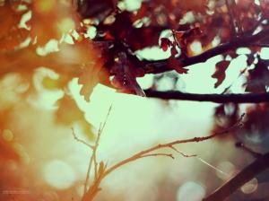Warm Leaf Leaves Tree Macro Bokeh HD wallpaper thumb