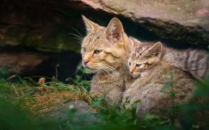 Wildcat motherhood with kitten wallpaper thumb