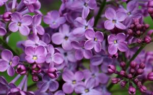 Purple lilac, flowers close-up wallpaper thumb