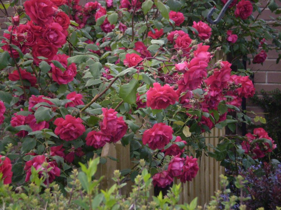 Cascade Of Red Roses wallpaper,stop and stare HD wallpaper,roses HD wallpaper,breath-taking HD wallpaper,nature & landscapes HD wallpaper,2048x1536 wallpaper