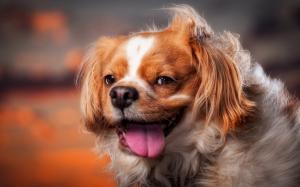 Cute dog, face, wind wallpaper thumb