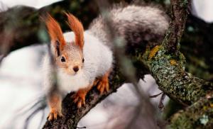 Winter Squirrel wallpaper thumb