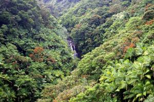 Hamakua Drive Forest and Waterfall Big Island Hawaii wallpaper thumb