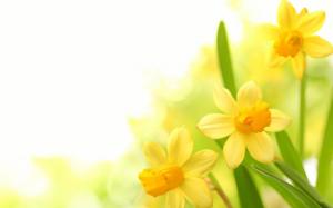 Plants Narcissus Yellow Flower wallpaper thumb