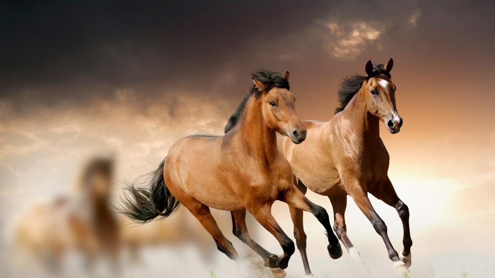 Running Horse wallpaper,horse HD wallpaper,running HD wallpaper,2560x1440 wallpaper