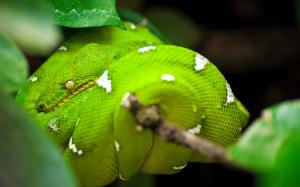 Green Snake Hide Itself on Branch wallpaper thumb