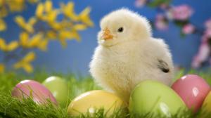 Cute Easter Chick with Eggs HD wallpaper thumb