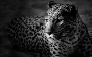 animals, leopard, black and white wallpaper thumb