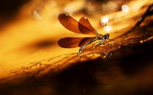 Summer, dragonfly, warm sun wallpaper thumb