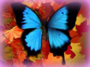 Butterfly Fall on Friday wallpaper thumb