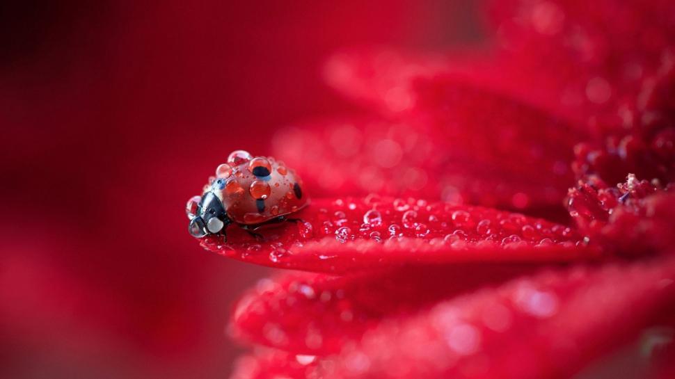 Ladybugs, red flower, photography, flower, nature, drop, red wallpaper,ladybugs HD wallpaper,red flower HD wallpaper,flower HD wallpaper,nature HD wallpaper,drop HD wallpaper,red HD wallpaper,1920x1080 wallpaper