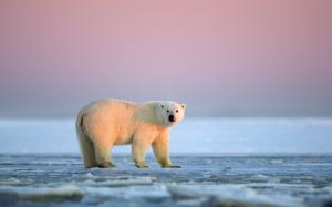 White polar bear, sunset, ice, Arctic, Alaska wallpaper thumb